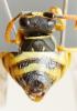 Polistes dominula